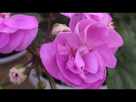 Видео: Пересадка маточных кустов. Казань 1/03/25