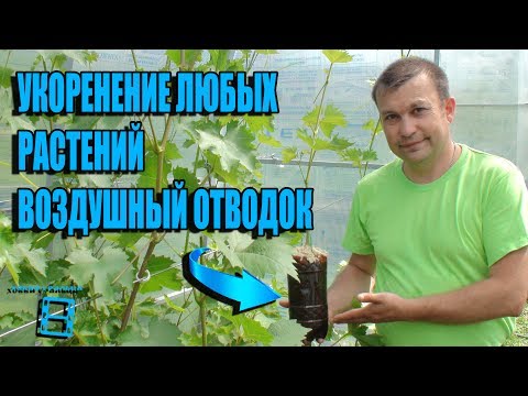 Видео: ВОЗДУШНЫЕ ОТВОДКИ - СУПЕР СПОСОБ УКОРЕНЕНИЯ ЧЕРЕНКОВ СПОСОБ №1. ВИНОГРАД В ТЕПЛИЦЕ