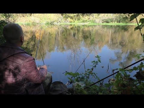 Видео: ПЕРВАЯ РЫБАЛКА НА ПОПЛАВОК В ОКТЯБРЕ на реке.  Ловля плотвы, густеры, голавля на донку(фидер).