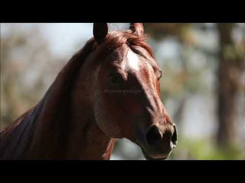 Видео: ВЕЛИЧАЙШИЕ КВАРТЕРХОРСЫ В ИСТОРИИ!#квартерхорс #лошади #жеребец