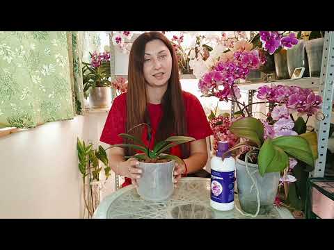 Видео: BLOG/ Супер приз ОТПРАВИЛА/ Кора с ВК /легкая Пересадка Азиатской орхидеи