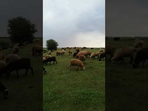 Видео: Рыбалка-овечки