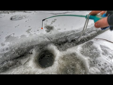 Видео: РЫБАЛКА В ФЕВРАЛЕ НА ЧЕРВЯ И БЕЗМОТЫЛКУ! ЛЕДОХОД ОТМЕНЯЕТСЯ! ЛОВЛЯ ПЛОТВЫ!