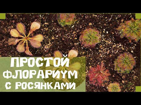Видео: Простой флорариум с росянками