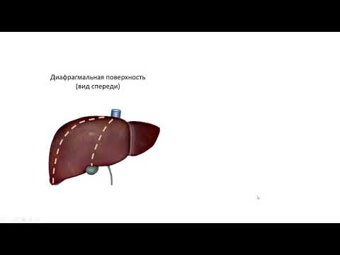 Видео: Сегменты печени.