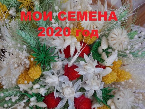 Видео: ЗАКАЗЫВАЙТЕ ! Семена сухоцветов урожая 2020года.