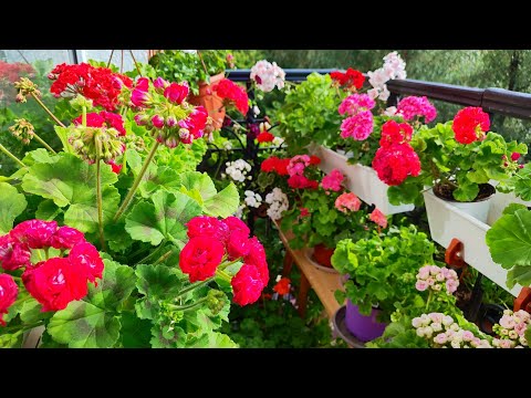 Видео: Жара. Пеларгонии цветут 🌹