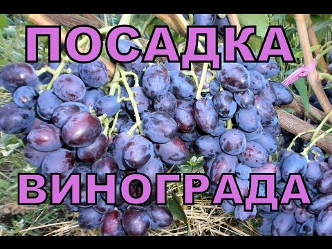 Видео: Посадка саженцев винограда