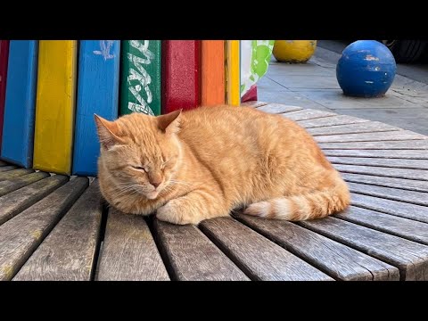Видео: СТАМБУЛ. Магия улицы Истикляль (The magic of Istanbul's Istiklal Street)