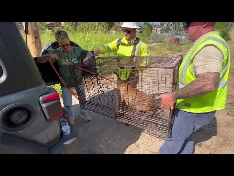 Видео: Удачное спасение двух лучших друзей... и восьми малышей! — Спасение бездомных животных в Сент-Луисе