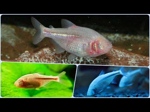 Видео: Слепая рыбка Астианакс. Чудо природы в аквариуме! Содержание и разведение Слепой Рыбки