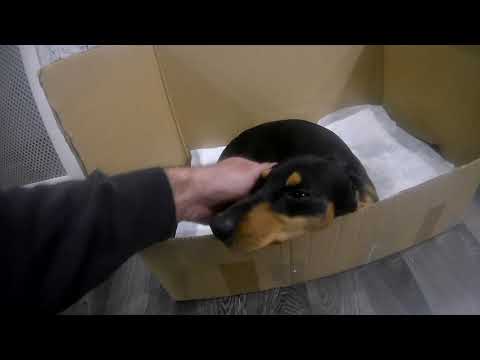 Видео: Роды у таксы Для нас это в первый раз