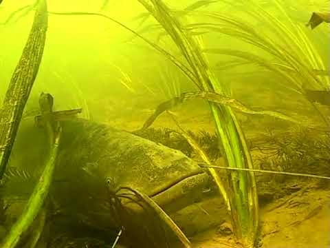 Видео: Подводная охота: Необычная Горынь