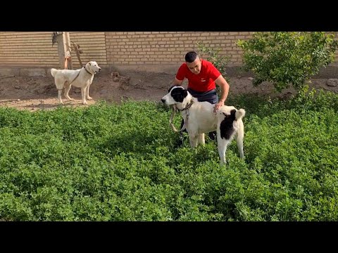 Видео: в гостях у Керима Марыйская область Мургап - turkmen alabay