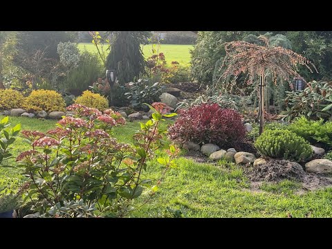 Видео: Плотные посадки в моём саду 🏡 Какие преимущества этого способа 🏡