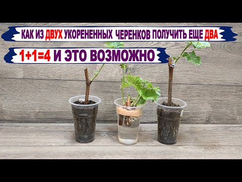 Видео: 🍇 Хитрый способ из ОДНОГО ЧЕРЕНКА ВИНОГРАДА 100% получить ДВА САЖЕНЦА. Егорутин откроет секрет.