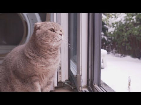 Видео: Ежедневное наблюдение семьи милых кошек с утра до ночи