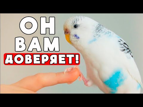 Видео: Как заставить волнистого попугайчика ДОВЕРЯТЬ вам