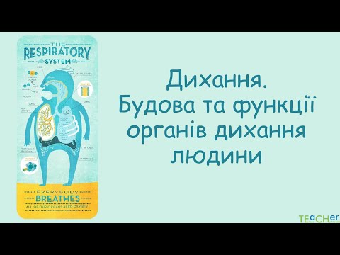 Видео: Будова і функції органів дихання.