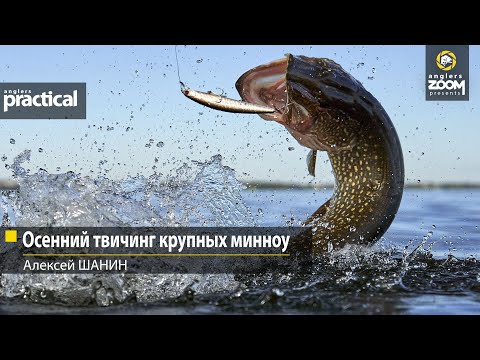 Видео: Осенний твичинг крупных минноу. Алексей Шанин. Anglers Practical