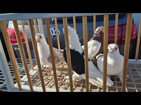 Видео: Птичий рынок г. Weilburg 27.04.2025