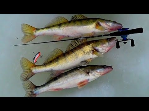 Видео: Первый лёд на Оке! Ловля СУДАКА на ВИБЫ ! Рыбалка на Оке!