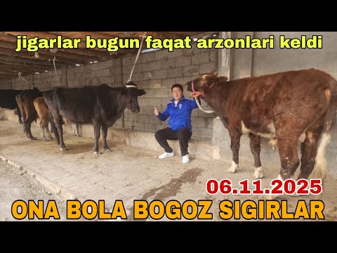 Видео: ONA BOLA BOGOZ SIGIRLAR SOTILADI ☎️902052128 ноября 2025 г. Она бола богоз сигирлар сотилади 