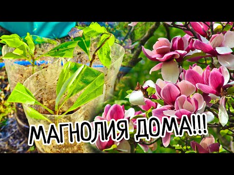 Видео: Магнолия ДОМА!!! Как укоренить и размножить прекрасное дерево! Условия выращивания, посадка и уход!
