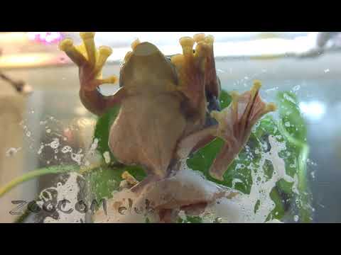 Видео: Открываем сокровенные тайны. Делаем гнездо с лягушками. Frogs make a nest