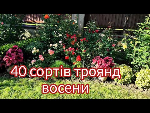 Видео: Чарівність 40 сортів троянд в осінній квітці🍁🌹🍁