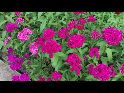 Видео: ТУРЕЦКАЯ ГВОЗДИКА! Всё о ней! Супер неприхотливый цветок!