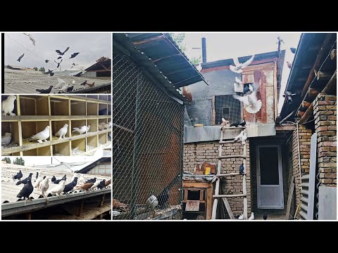 Видео: Учма КАБУТАРЛАР Ишкибозлар учун махсус (ГОЛУБ) KAPTARLARNI ZO'RLARI 📞994321519 Fly Pigeons