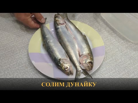 Видео: Солим дунайку (дунайская селедка по-липовански)