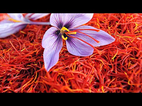 Видео: Шафран (специя)/ Saffron  |  Почему он такой дорогой?