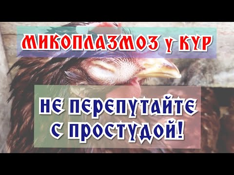 Видео: Микоплазмоз у кур - просто о сложном