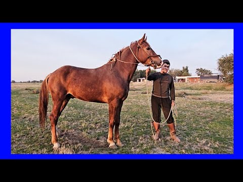 Видео: «ДИТЁН ИМПЕРАТОРА» ВЫШЕЛ 😱💥👆