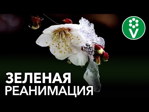 Видео: СПАСИТЕ РАСТЕНИЯ ПОСЛЕ ЗАМОРОЗКОВ! 2 эффективных рецепта обработки подмерзших растений