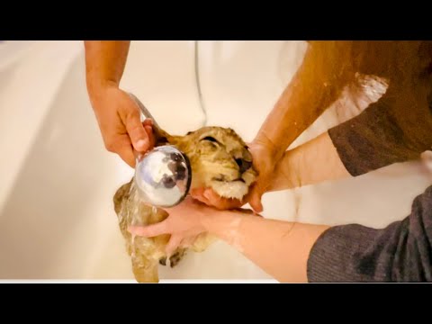 Видео: ТАК МИЛО! Мы купаем львёнка, это УНИКАЛЬНЫЙ малыш по доброте!