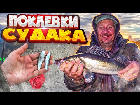 Видео: Ловля СУДАКА на нарезку, поклевки крупным планом | КАК ловить СУДАКА на донки | Fishing ZANDER