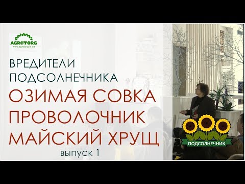 Видео: Вредители подсолнечника озимая совка, проволочник, майский хрущ. Ч.1