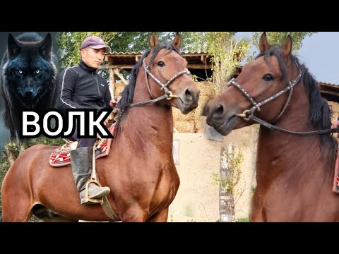 Видео: ВОЛК   пай пай  Аттын  Зору  Чыкты  Тилек Балбандан