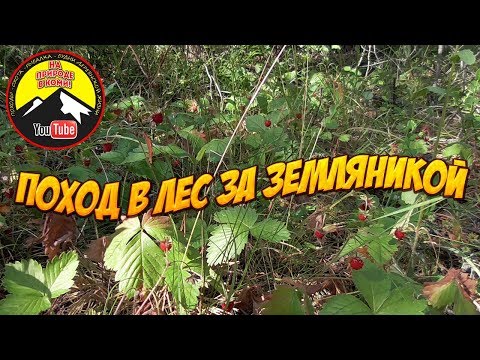 Видео: Поход в лес за земляникой.