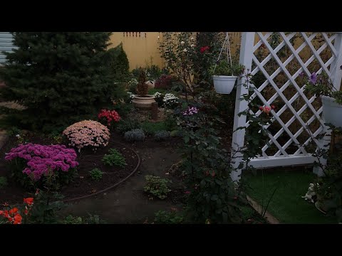 Видео: Ділюся розпаковкою рослин від дендроферми Бережнюків 