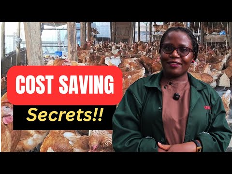 Видео: Хватит тратить деньги на птицу! Вот как вести хозяйство с умом и экономить!