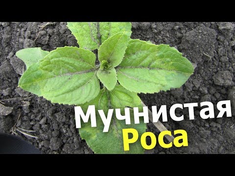 Видео: Важно знать! Ложная мучнистая роса на растениях подсолнуха.