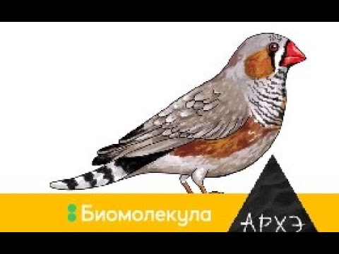 Видео: Александра Василевская: "Синица в руках: как птицы двигают науку"