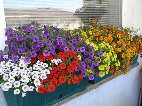 Видео: КОНСУЛЬТАНТ САДОВОДА 75