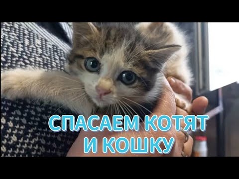 Видео: ВНимание!!! спасение котят!!!