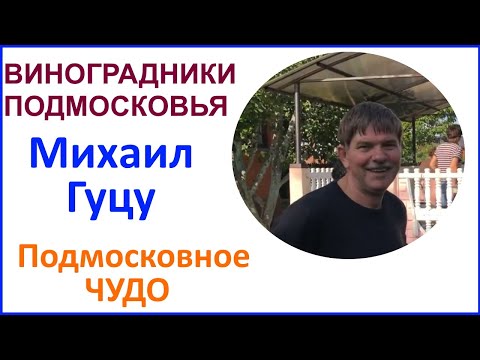 Видео: Подмосковные виноградники. В гостях у Михаилу Гуцу. 09 августа 2019 г.