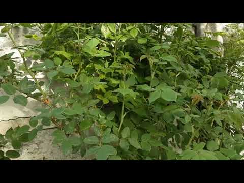 Видео: Слепые побеги у роз, - кормим розу а не режем побеги. Питомник Роз Полины Козловой rozarium biz